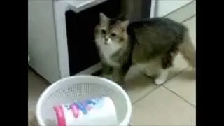 Смешное видео о котах Часть 4