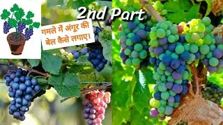 Grapes plant on terrace garden in pot. छत के बगीचे में अंगूर की बेल। 2nd part 2022