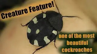 Meet The Indian Domino Cockroach // Therea petiveriana