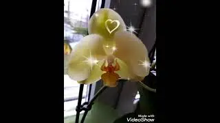 Мои реанимашки и застояшки орхи в январе 🤞🥰💃🙌🤩