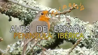 ❤️ PETIRROJO EUROPEO/ERITHACUS RUBECULA. AVES DE ESPAÑA 4K.