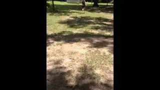 Sawyer and His Blue Jay playing chase