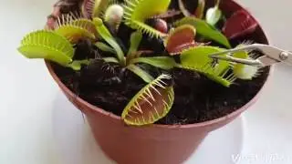 Венерина Мухаловка ест муху🌿