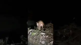 Jungali leopard☠️