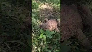 чесночница жаба