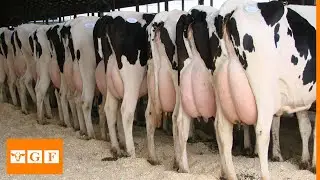 Modern Dairy Farm | Holstein Friesian Farm