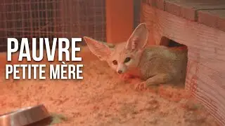PAUVRE PETITE MÈRE 🦊