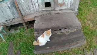 Раннее утро в деревне.