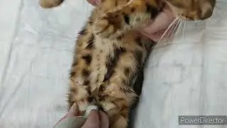 Пытались спасти Ксюшу но не получилось. (1 часть)