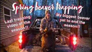 Spring beaver trapping, my last trapping video of the season!! Plus my biggest beaver!!