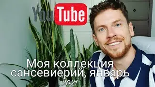Моя полная коллекция сансевиерий 30+ растений. январь 2021