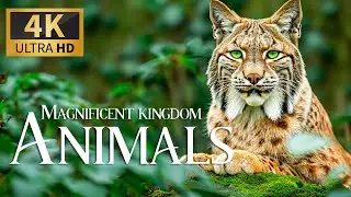 Kingdom of the Jungle 4K 🐅 Unveiling Nature’s Majesty with Relaxing Piano Notes