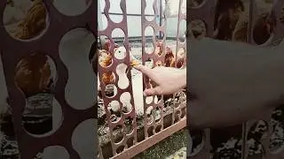 ЧТО ДЕЛАТЬ ЕСЛИ ВАС УКУСИЛ ЛЕБЕДЬ?