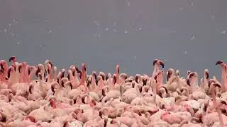 Flamingos Of Amboseli....