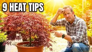 9 Tricks to Grow Japanese Maples in Hot Weather That Actually Work!!🍁