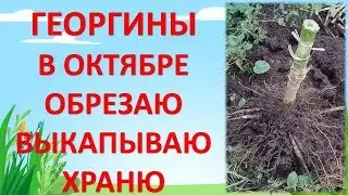 КОГДА ВЫКАПЫВАТЬ И КАК ХРАНИТЬ ГЕОРГИНЫ. Как выращивать георгины. Выращивание георгин. Далия.
