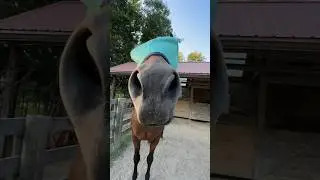 Give the horses treats with me! 🐴
