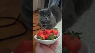 СКОЛЬКО КЛУБНИКИ СЪЕЛИ КОТЫ 😹 