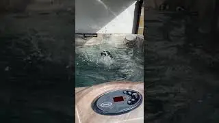 Chihuahua goes for a swim