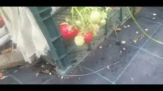 Клубника дома без огорода🍓🍓🍓🍓