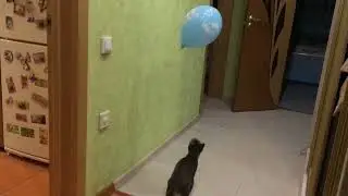 Мяугли и воздушный шарик