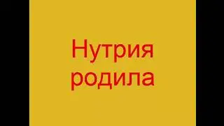Нутрия родила