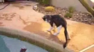 Sammy's Swimming Lesson