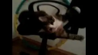 Котяток № 1 выпуск- котёнок на кресле