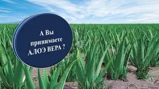 А Вы принимаете Алоэ Вера ?