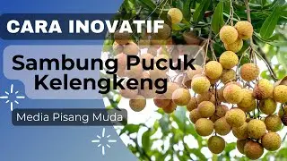 Teknik Inovatif Sambung Pucuk Kelengkeng dengan Media Pisang Muda ala Ardi Santoso