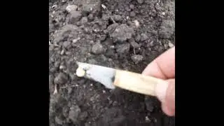 чечевица проклюнулась дала расток на пятый день.