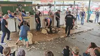 Mike McWilliams Shearing Contest 2024 Open Finals  Roseburg Oregon
