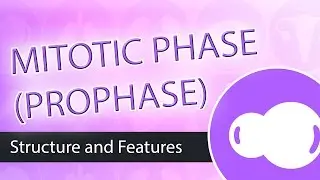 Steps of Mitosis- Prophase