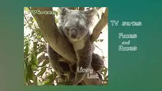 FaunaView: Australia - New South Wales - koala Notes