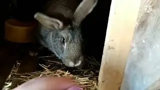Жизнь продолжается. Рождаемся и растём. Мы уже большие.🐇🐰🐇
