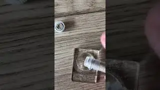 Das bekommen meine Ameisen zu futtern. Kurze Erklärung. Lasius niger Haltung.