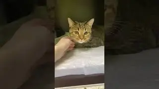 Забота и ласка