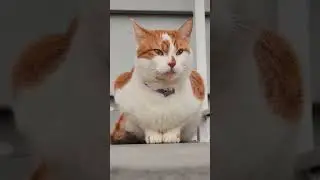kucing lucu😊😊😊#shorts