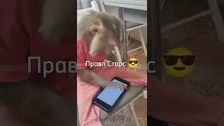 Играют дети в игру Бравл Старс 🐏 