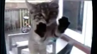 Crazy Kitty Ballet - Nutty Nutcracker, Act II!  XD
