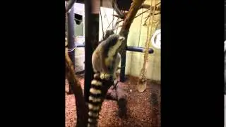 Marwell Zoo trip