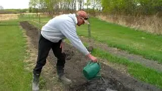 Lombardy Poplar Planting! Canada
