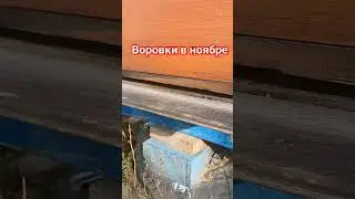 воровки в ноябре.