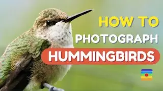 How to Photograph Hummingbirds by B&C Camera