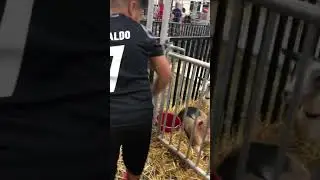 Petting the animals ssc