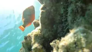I lost my GoPro in the ocean while snorkeling Coral Gardens Bight Reef Turks and Caicos
