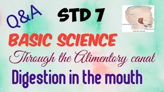 Std7| Basic science| Chapter 4 |Through the Alimentory canal| Digestion in the mouth|Q&A|