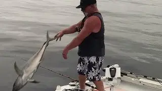 Yellowfin Tuna limits Released The Reel Brother Presents