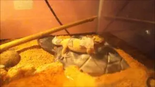 Misty - leopard gecko shedding her skin - IN ACTION!
