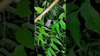 Birds are chilling out in Neem Tree at Night.  #birds #shorts #night